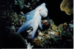 Octopus taken on a night dive near the wall in turtle bay. by Paul Chiappetta 